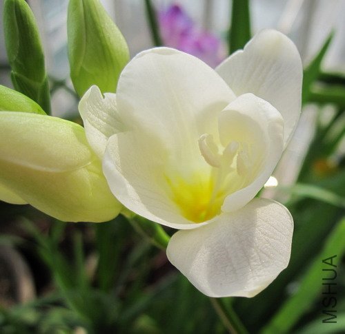 Freesia Arcade �ذ��ɫС���� 1.jpg