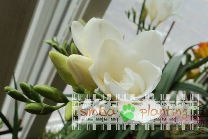 Freesia Arcade �ذ��ɫС���� ԭ������ͼƬ.jpg