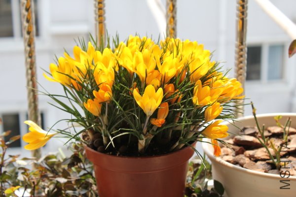 6f.JPG