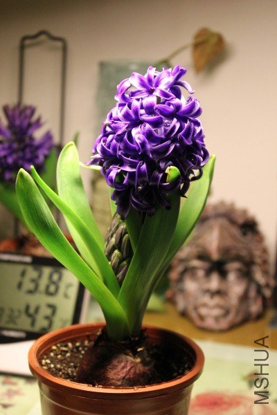 1f.JPG