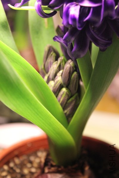 4f.JPG