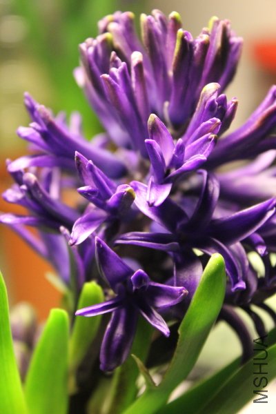 6f.JPG