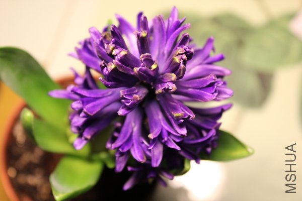 8f.JPG