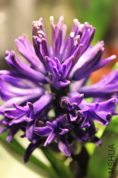 7f.JPG