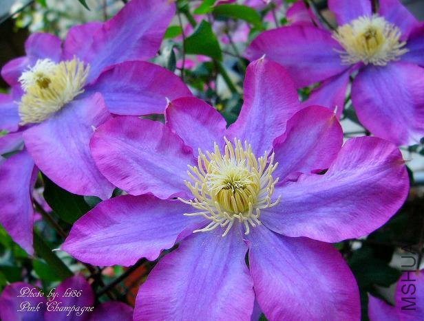 Pink Champagne9b.jpg