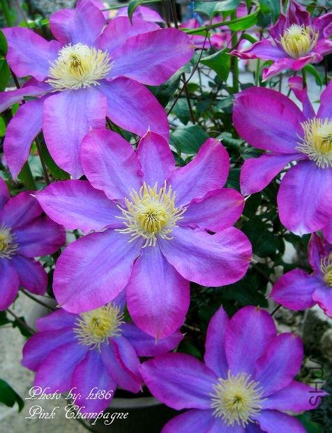 Pink Champagne7b.jpg