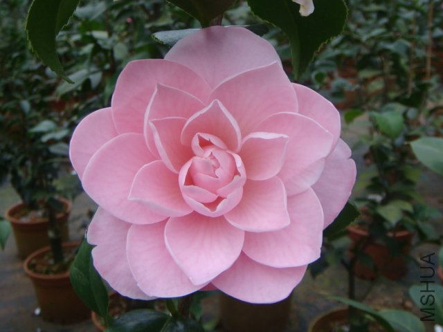 ؐ��ؐ����С��