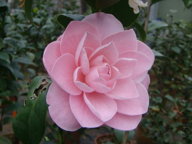 ؐ��ؐ����С��