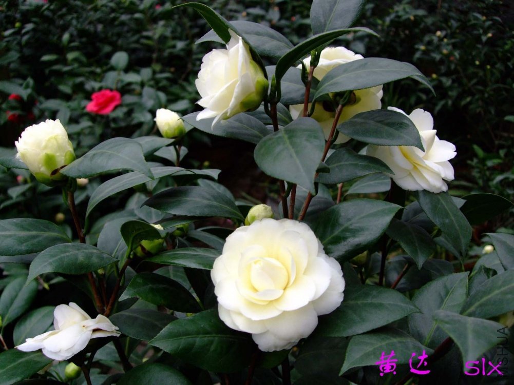 �ƴ�11-3-14f (1).jpg