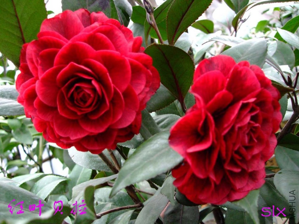 ����Ů11-3-14f (2).jpg