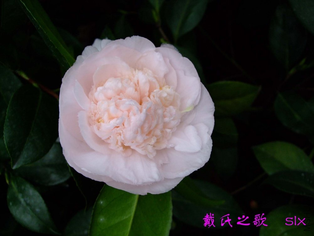 ����֮��11-3-14f (2).jpg