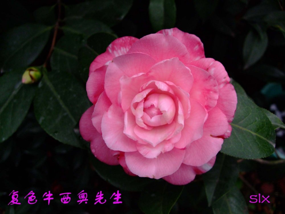 ��ɫţ����11-3-14f (1).jpg