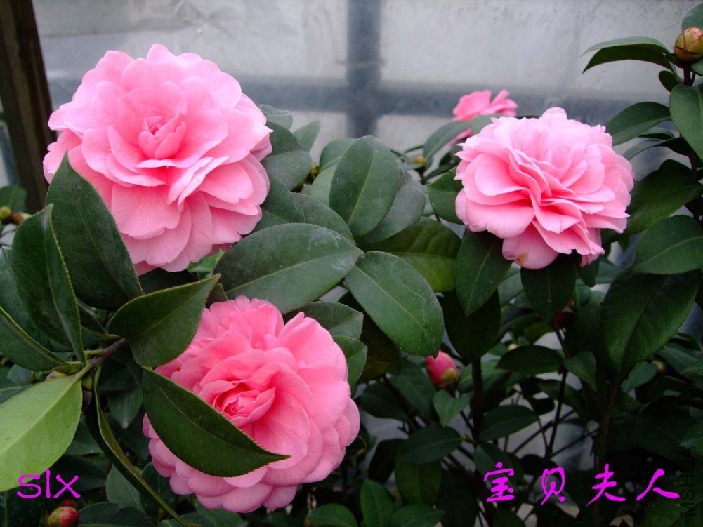 ��������11-3-14f (1).jpg