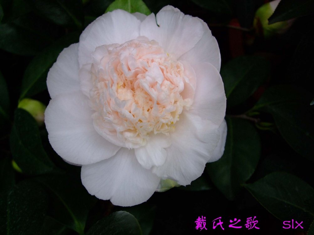 ����֮��11-3-14f (1).jpg