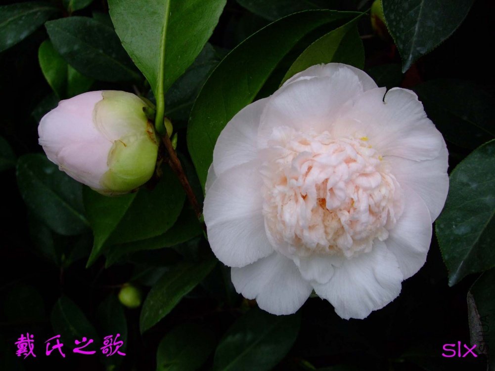 ����֮��11-3-14f (3).jpg