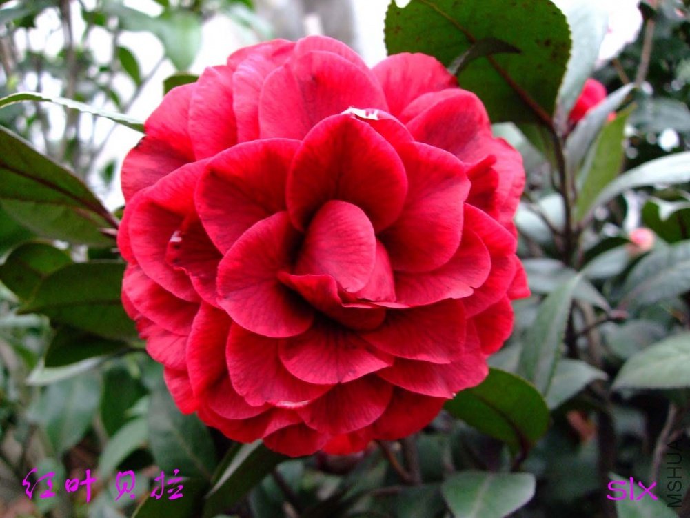 ����Ů11-3-14f (1).jpg