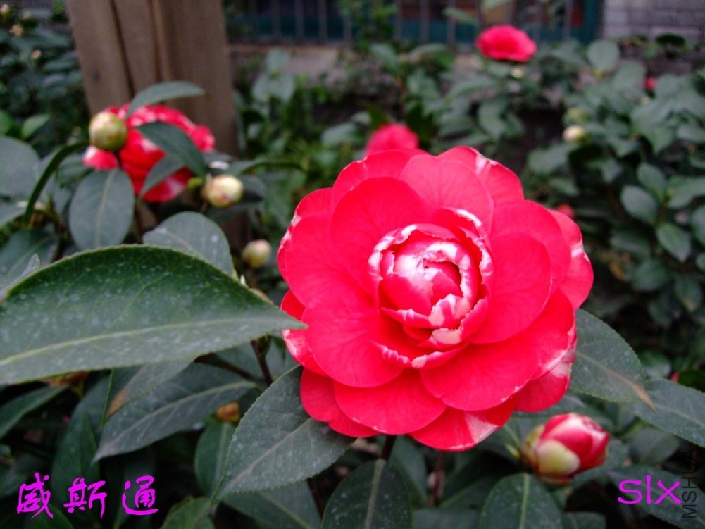 ��˹ͨ11-3-14f (1).jpg