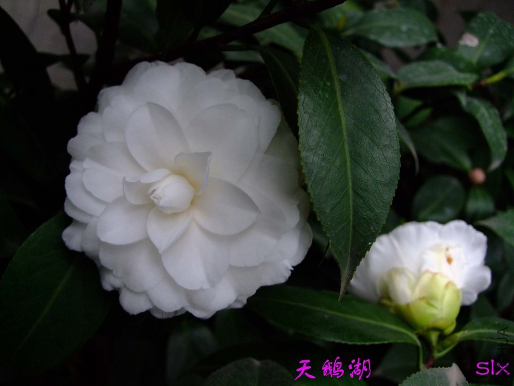 ����11-3-14f (1).jpg