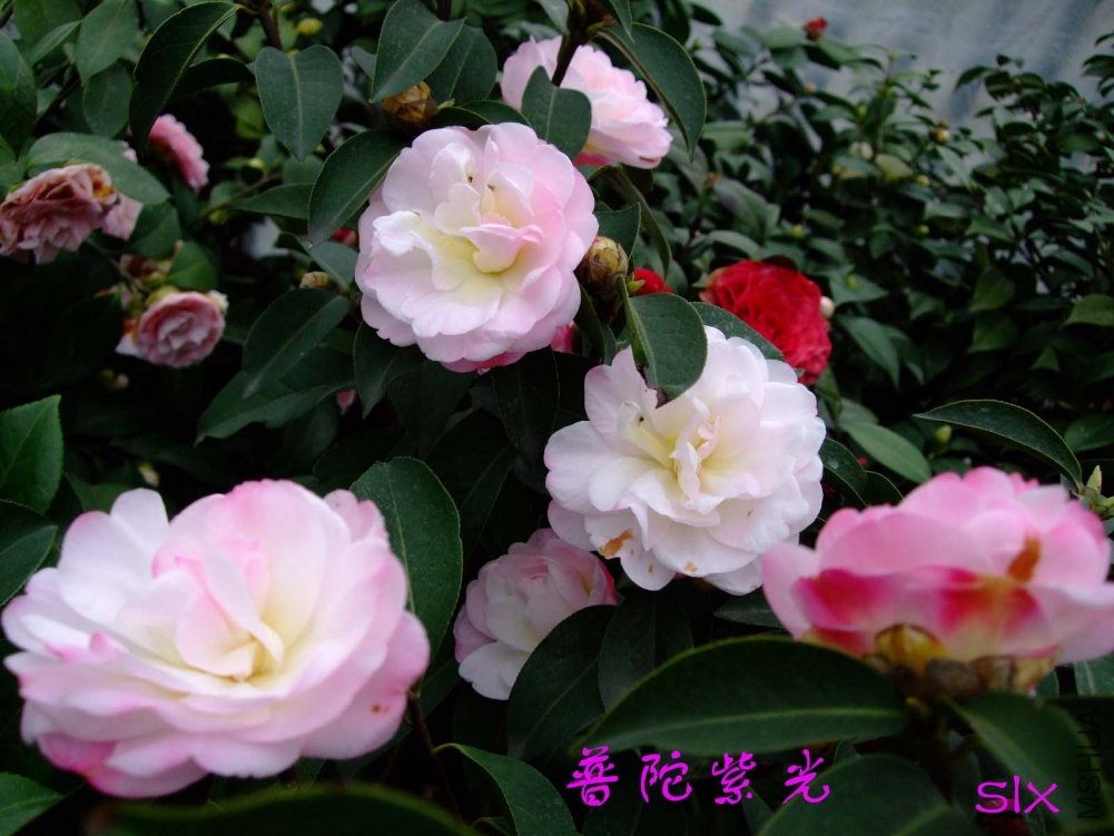 �����Ϲ�11-3-14f (2).jpg