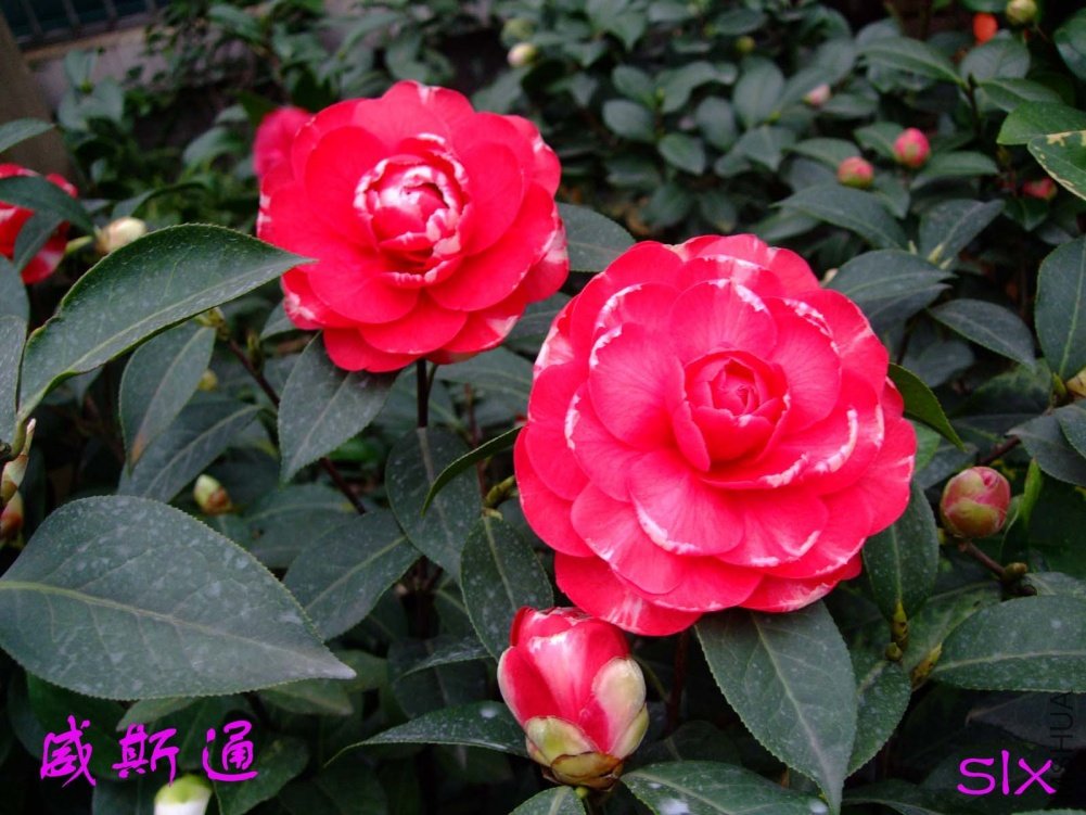 ��˹ͨ11-3-14f (2).jpg