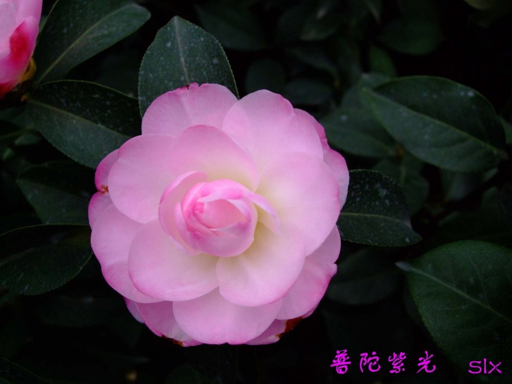 �����Ϲ�11-3-14f (8).jpg