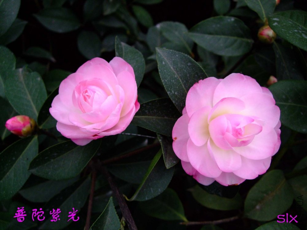 �����Ϲ�11-3-14f (7).jpg