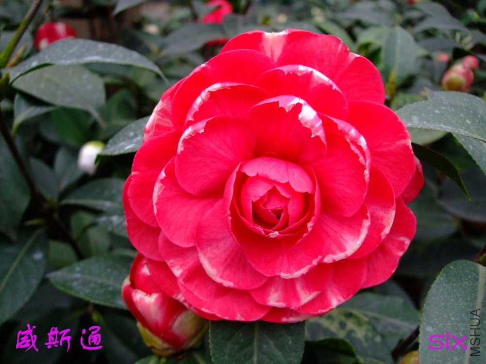 ��˹ͨ11-3-14f (3).jpg