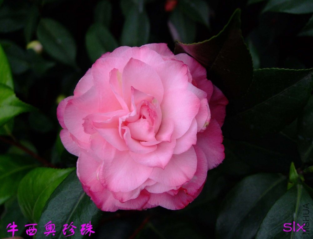 ţ��������11-3-14f (1).jpg