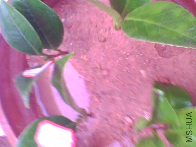 IMG0723A.jpg