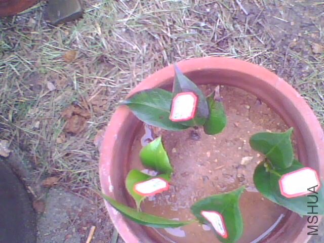 IMG0725A.jpg
