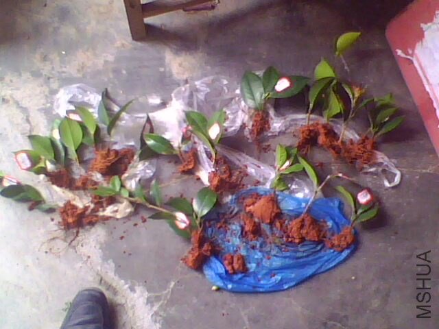 IMG0722A.jpg