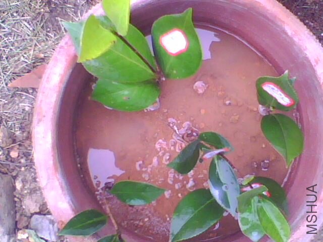 IMG0727A.jpg