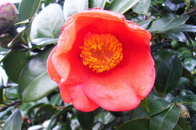 2011_03120029.JPG