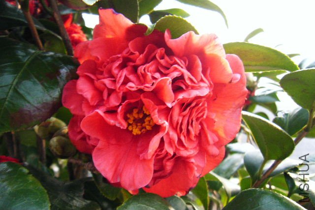 2011_03100015.JPG