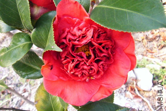 2011_03100012.JPG