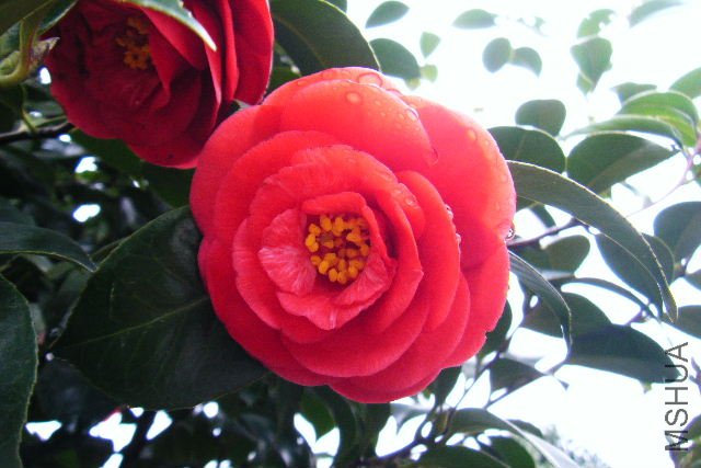 2011_03120034.JPG