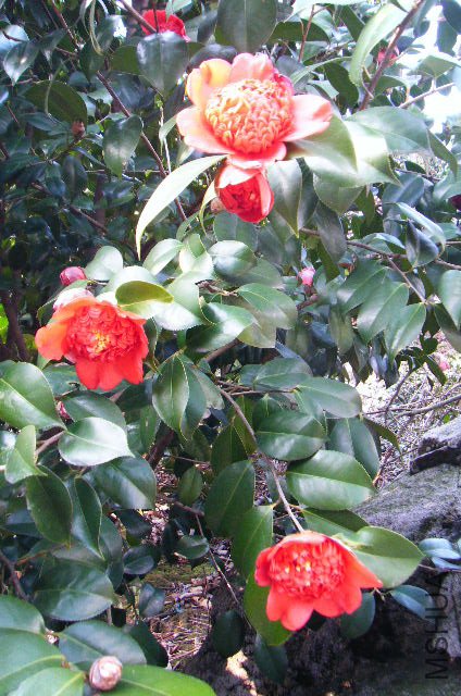 2011_03120050.JPG