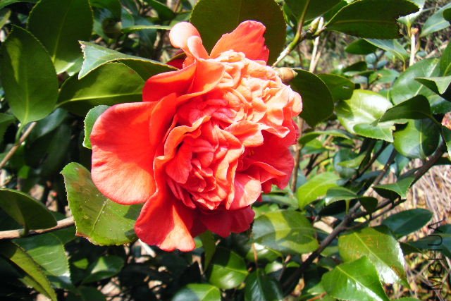 2011_03120049.JPG