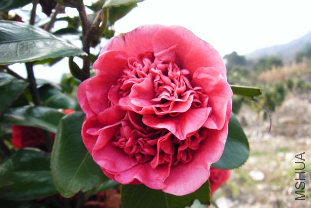 2011_03100011.JPG