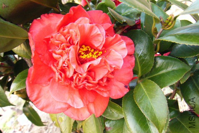 2011_03100013.JPG