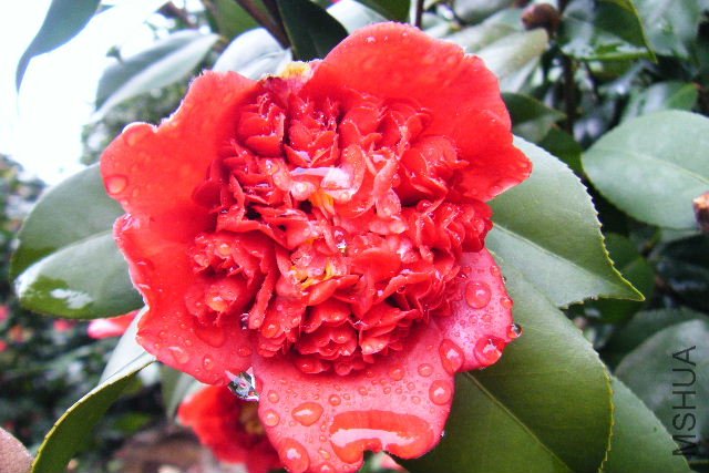 2011_03120027.JPG