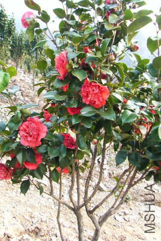 2011_03100016.JPG