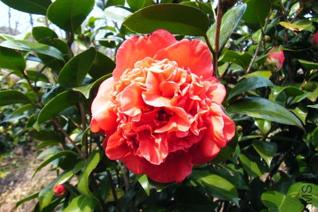 2011_03120048.JPG
