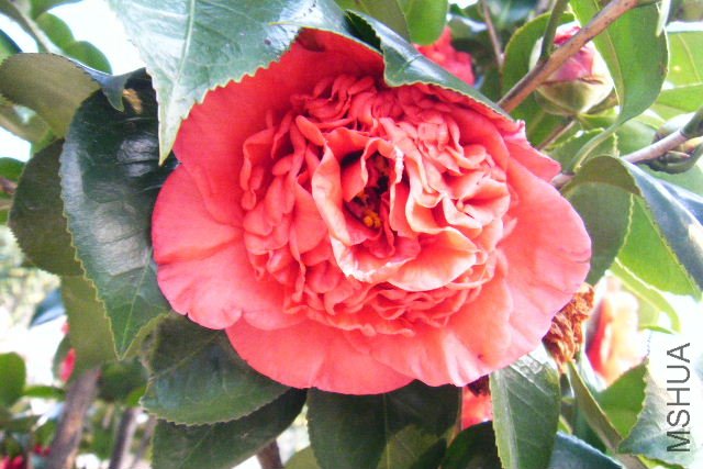 2011_03100014.JPG