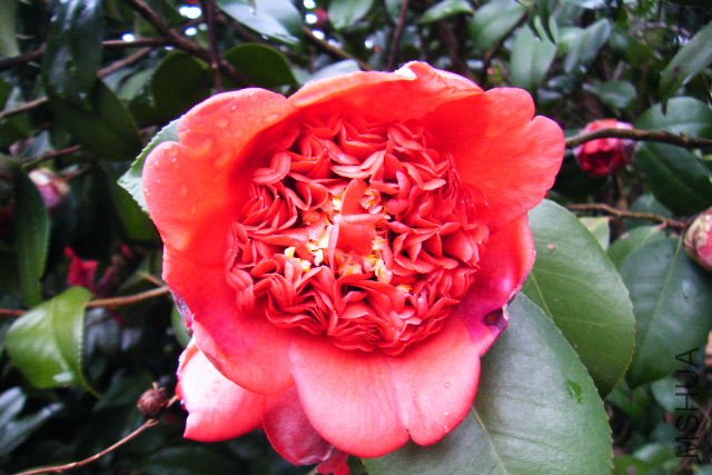2011_03120028.JPG