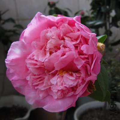 c09.jpg