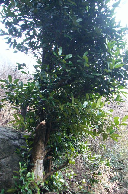 2011_03120040.JPG