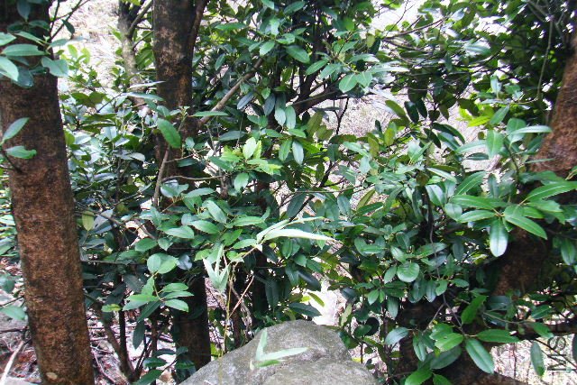 2011_03120036.JPG