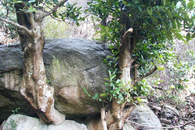 2011_03120039.JPG