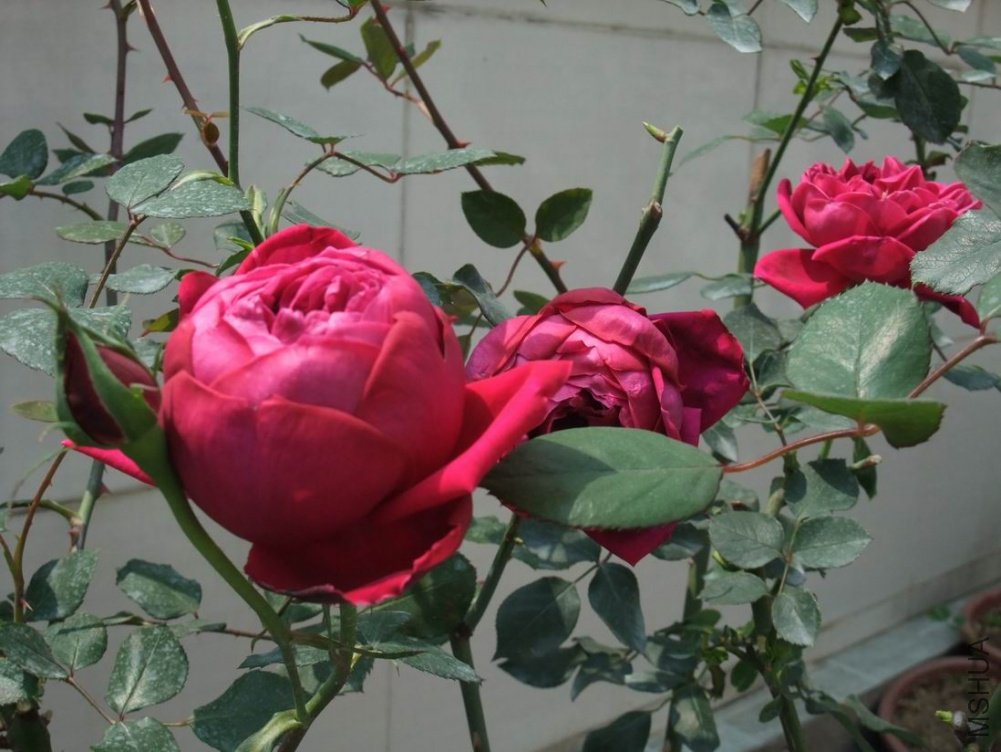 DSCF3300.JPG
